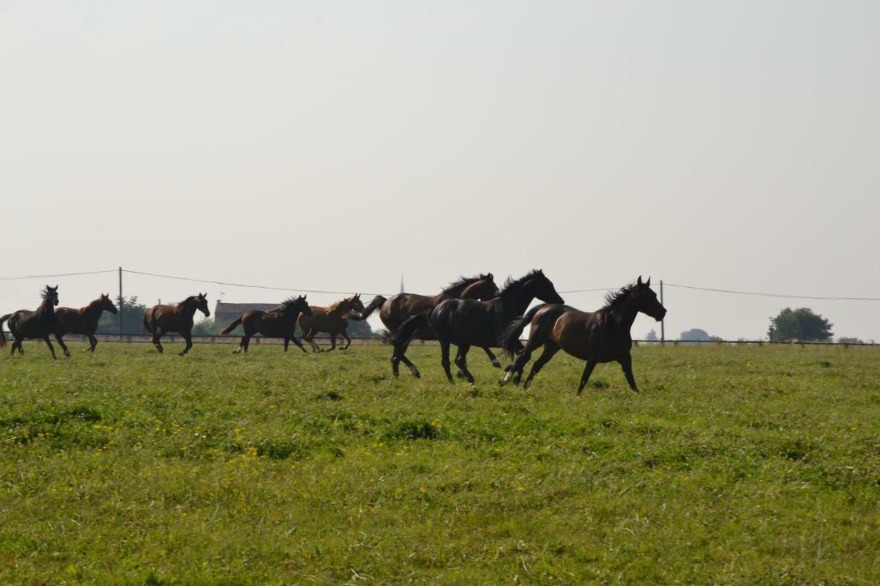 Gite Au Haras Les Aubiers Exterior foto