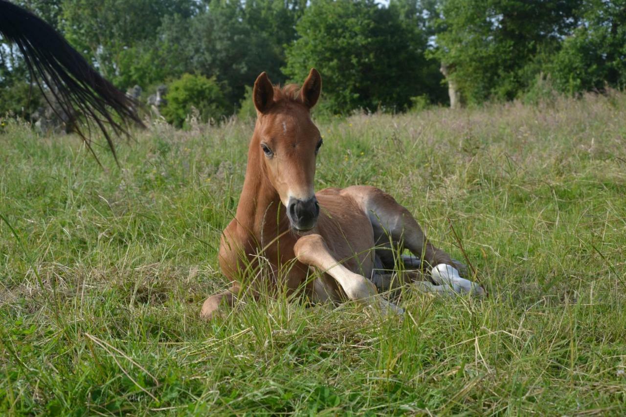 Gite Au Haras Les Aubiers Exterior foto